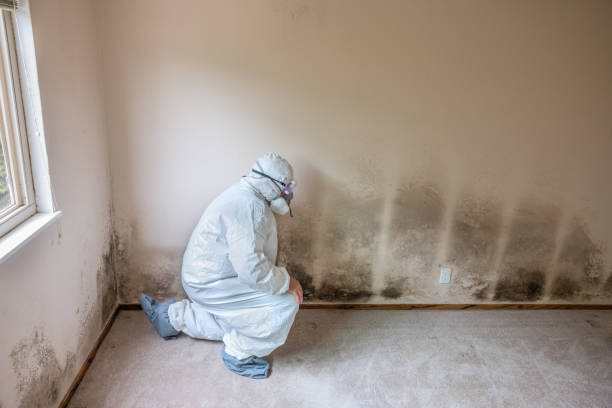 Best Asbestos and Lead Testing During Mold Inspection  in Warren, IL